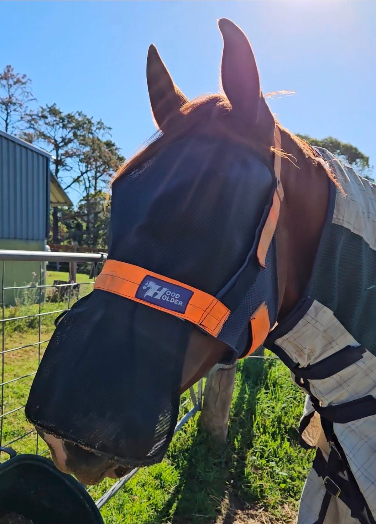 Nose Protection (standard size)