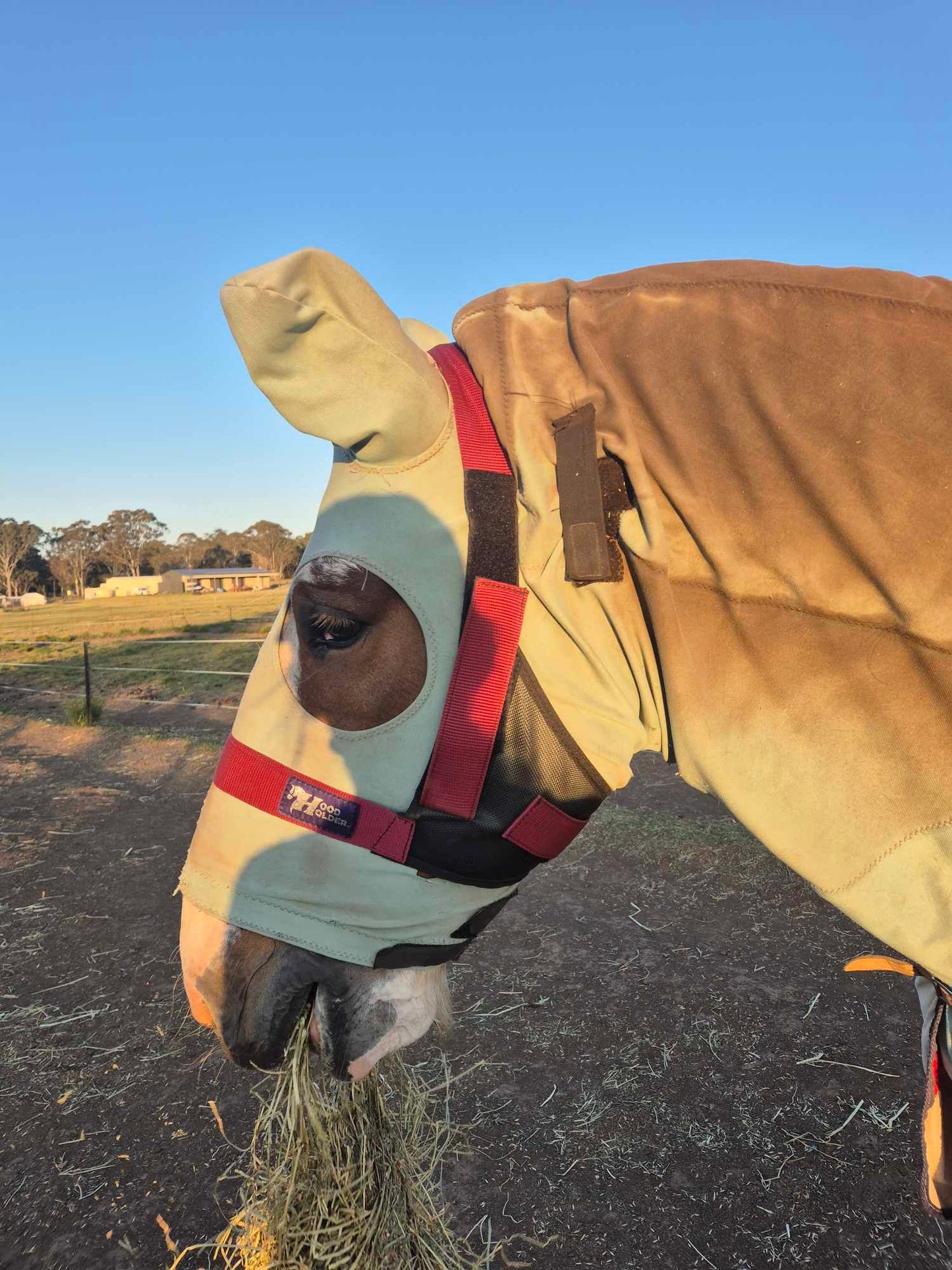 CLYDESDALE Hood Holder-$75
