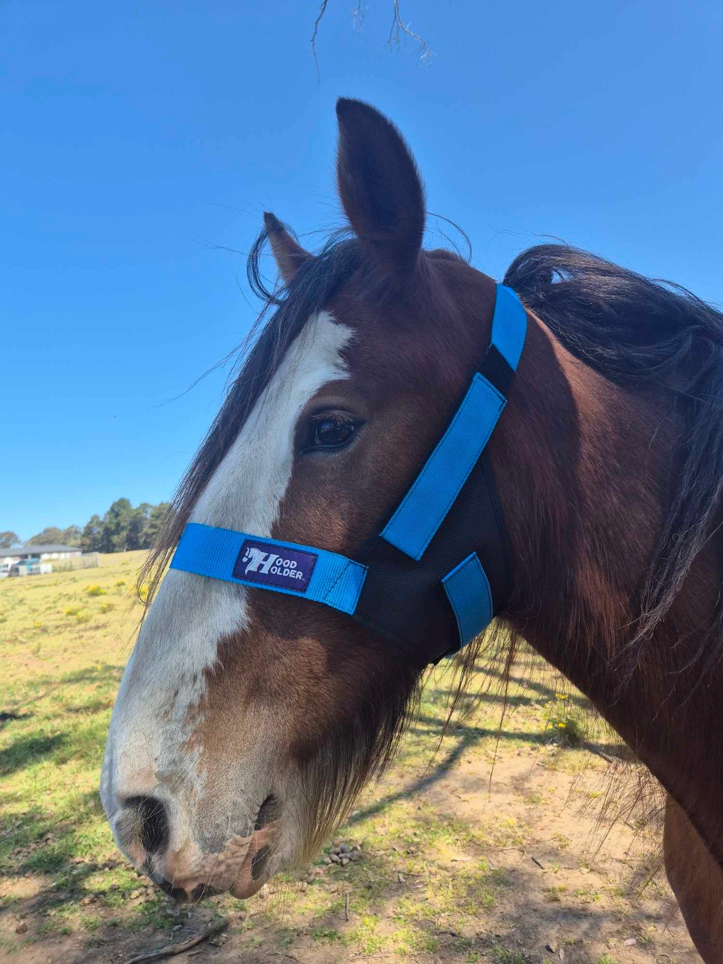 CLYDESDALE Hood Holder-$75