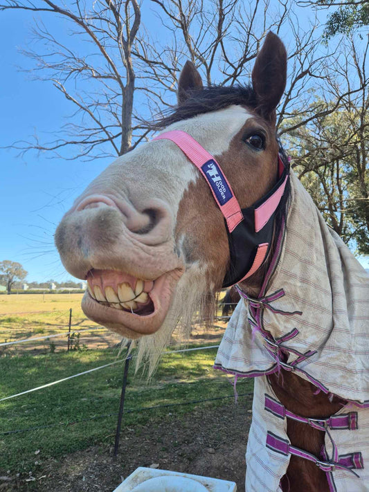 CLYDESDALE Hood Holder-$75