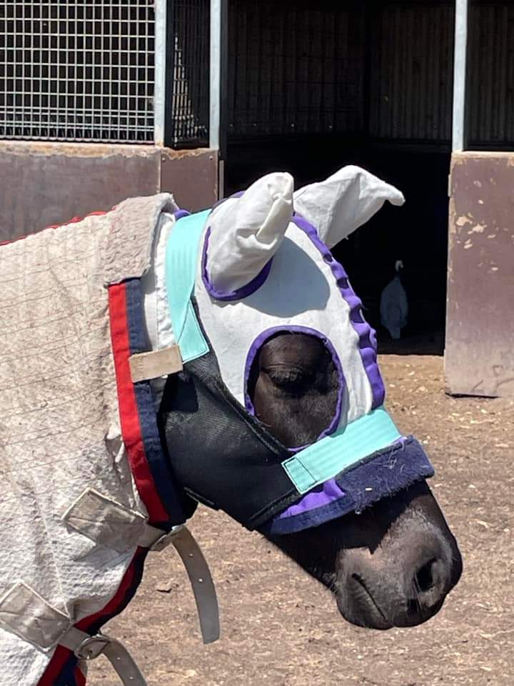 PONY Hood Holder$52