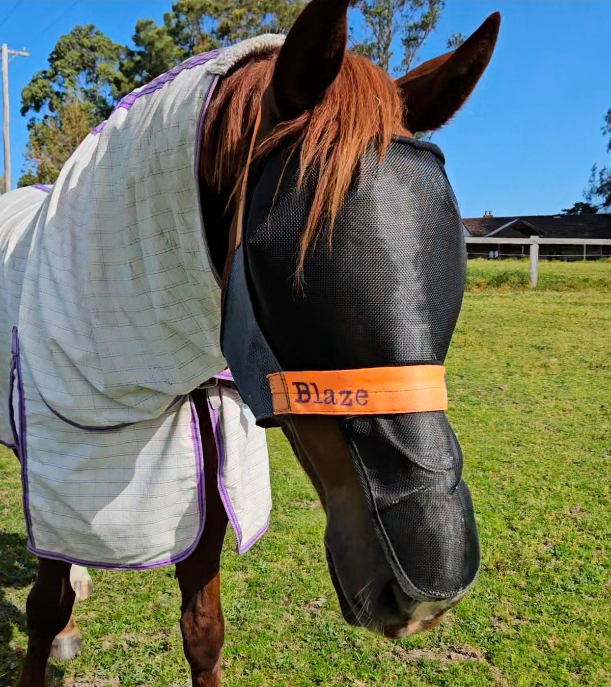 Hood Holder w/ fly mask attachment $102 (standard size only)
