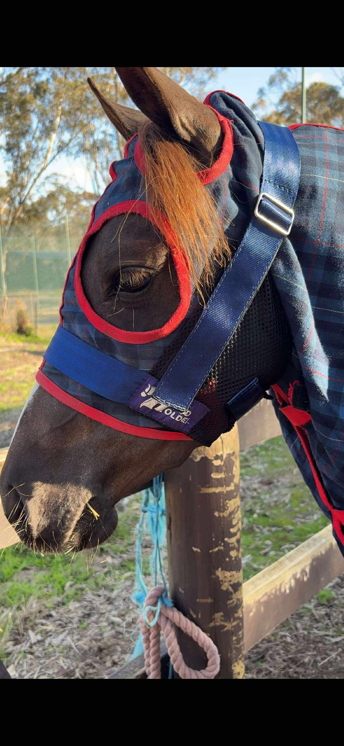 LARGE PONY Hood Holder -$62