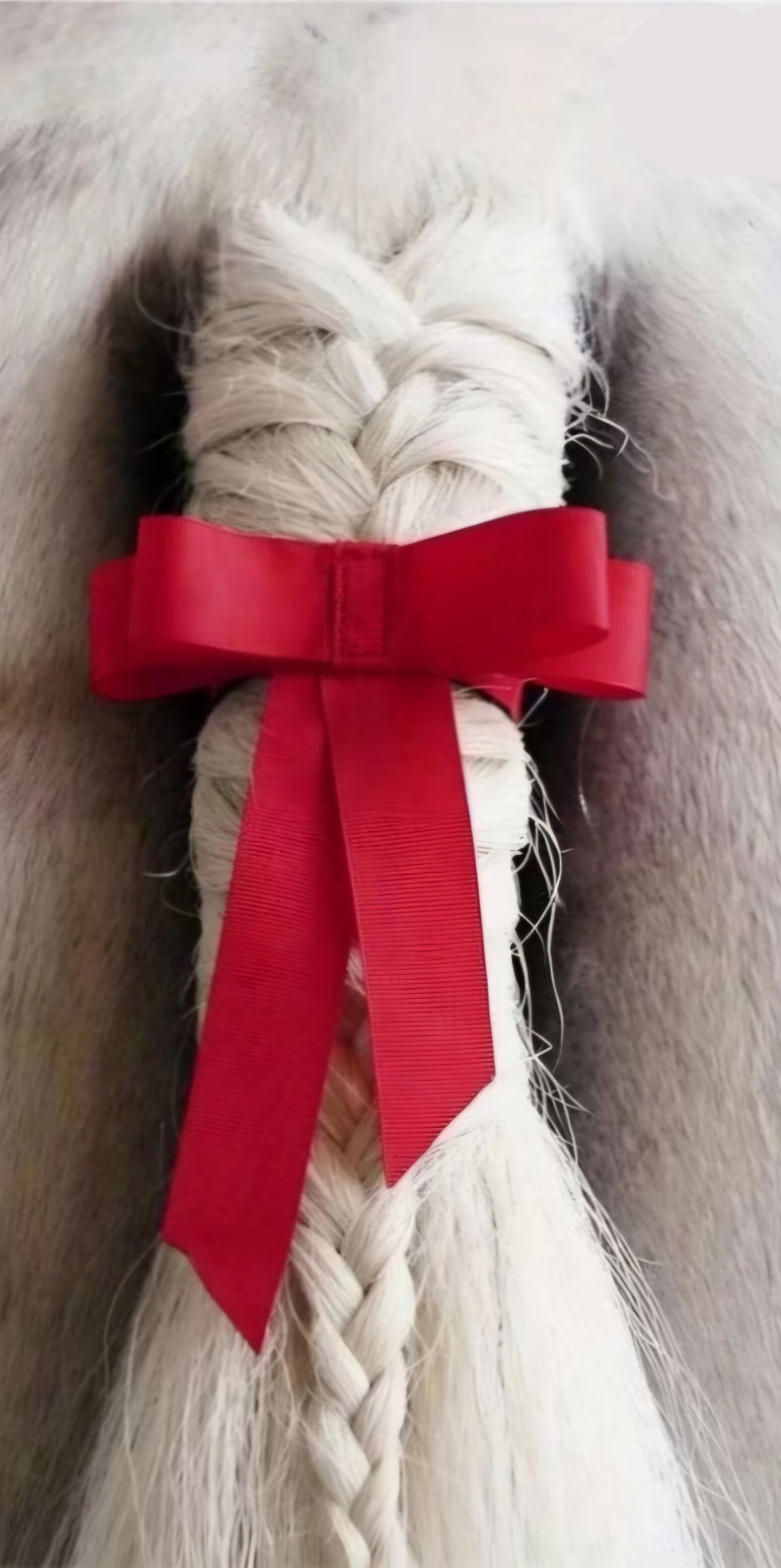 RED Tail Bow $20